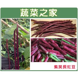 【蔬菜之家】E15.紫莢長豇豆種子30顆種子 園藝 園藝用品 園藝資材 園藝盆栽 園藝裝飾