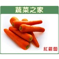 大包裝C01.紅蘿蔔(胡蘿蔔)種子80克(約45000顆) 種子 園藝 園藝用品 園藝資材 園藝盆栽 園藝裝飾