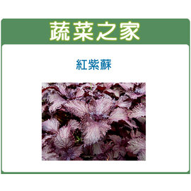 大包裝F08.紅紫蘇(日本進口)種子12克(約6000顆) 種子 園藝 園藝用品 園藝資材 園藝盆栽 園藝裝飾