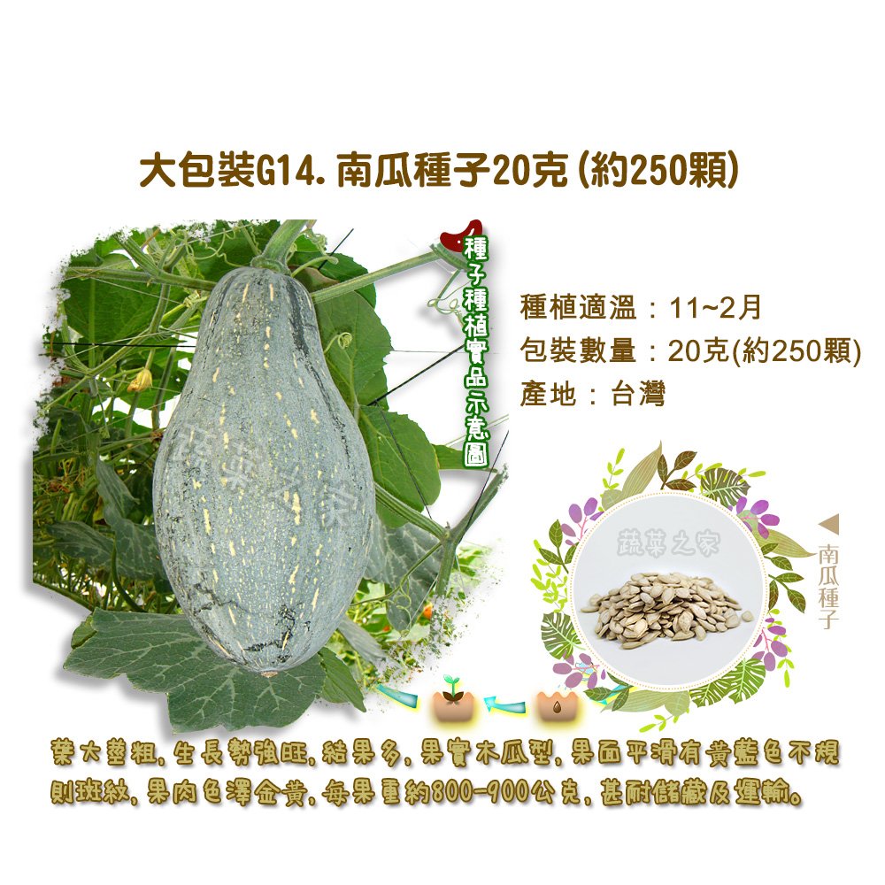 【蔬菜之家】大包裝G14.南瓜種子20克(約250顆) 種子 園藝 園藝用品 園藝資材 園藝盆栽 園藝裝飾