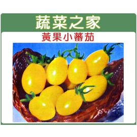 【蔬菜之家】大包裝G21.黃果小番茄種子0.35克(約140顆) 種子 園藝 園藝用品 園藝資材 園藝盆栽 園藝裝飾