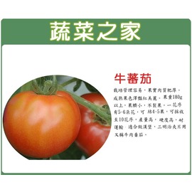 【蔬菜之家】大包裝G36.牛番茄種子 0.2克(約72顆) 種子 園藝 園藝用品 園藝資材 園藝盆栽 園藝裝飾