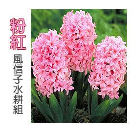 すべての美しい花の画像 綺麗な水耕栽培 Led 色 すべての美しい花の画像 綺麗な水耕栽培 Led 色