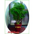 台北網路花店【F-8853－福祿桐盆栽(富貴樹)】~是風水師最常用來做風水盆栽。