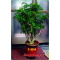 台北網路花店【F-8854－福祿桐(富貴樹)盆栽】~是風水師最常用來做風水盆栽。