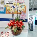 Taipei Florist Online~南港.世貿展覽蝴蝶蘭花盆栽