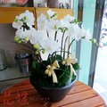 Taipei Florist Online台北市信義區花店~台灣阿媽白色蝴蝶蘭花盆栽