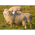 【小綿羊】睡好覺兩個小葉子 澳洲 純新 羊毛被 8x7(精梳100%純棉)