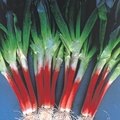 【日本進口蔬菜種子】紅鬍子大蔥，美麗又具特殊風味的最新品種，特別推薦！！