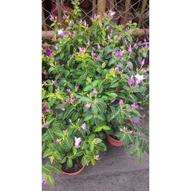 圍籬植物 ** 紫茉莉(伯萊花) ** 6吋盆 / 高20-30公分/ 花色特殊【花花世界玫瑰園】R