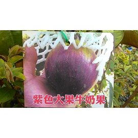 花花世界_水果苗--紫色大果牛奶果(嫁接苗)--星蘋果/4.5吋盆/高30-45公分/Ts