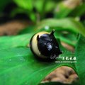 【AC草影】蜜蜂角螺 【一顆】觀賞螺 好養漂亮 螺類 黑白蜜蜂螺