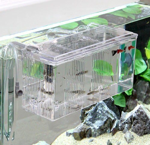 Ch5840 微笑的魚水族 日本sudo 外掛式繁殖s 5840 Xl型 2l 隔離 飼育盒 Pchome商店街 台灣no 1 網路開店平台 Ch5840 微笑的魚水族 日本sudo 外掛式繁殖s 5840 Xl型 2l 隔離 飼育盒 Pchome商店街 台灣no 1 網路開店平台