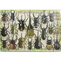 日本APOLLO 超厚平板拼圖【26-231 甲蟲世界 (32PCS)】