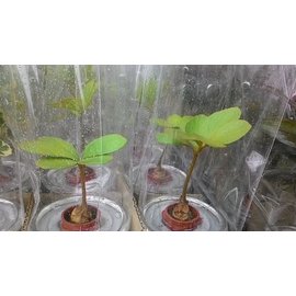 水耕植物-幸運鐵樹 闊葉鐵樹-4吋透明玻璃盆