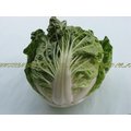 【優良蔬菜種子】夏天結球白菜~最適合夏天種植，因為較野性，風雨後恢復力強。