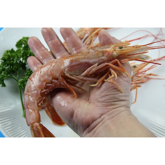 【冷凍蝦蟹類】《特價》天使紅蝦 / 2kg(L1 10/20最大尾等級)~來自南美阿根廷海域生食級~