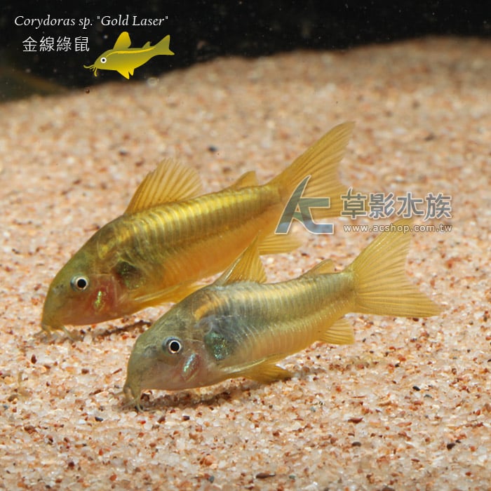 Ac草影 金線綠鼠 一隻 觀賞魚鼠魚 Pchome商店街 台灣no 1 網路開店平台