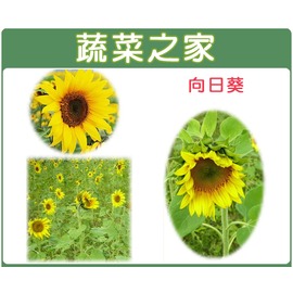 【蔬菜之家00H01-1】H01.向日葵種子1公斤 種子 園藝 園藝用品 園藝資材 園藝盆栽 園藝裝飾