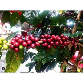 【泰勒】精選單品咖啡豆 – 台灣 屏東 三地門 德文咖啡 – Tikuvulu (半磅)
