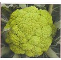 【特殊蔬菜種子】綠花椰菜~ 喜冷涼氣候，花球綠色，緊實，耐寒性強。