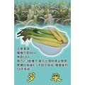 【蔬菜種子】多采玉米筍~口感香甜，適當栽培管理每株可收5穗。
