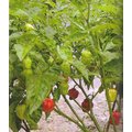【優良蔬菜種子】紅魔鬼椒，辣度達100萬度，2007年辣度打破世界紀錄的辣椒品種！