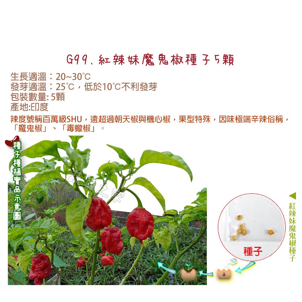 【蔬菜之家】G99.紅辣妹魔鬼椒種子5顆