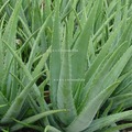 (舒亞)蘆薈膠Aloe Gel-500gm