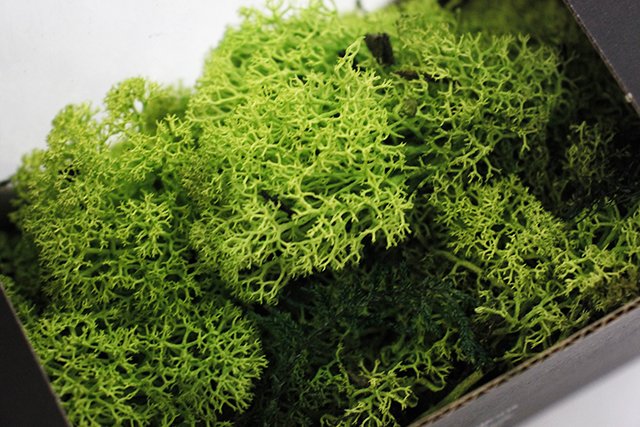 不凋花 Moss 50g 淺綠 永生花水草苔蘚插花用品花藝設計可搭人造花乾燥花 Pchome商店街 台灣no 1 網路開店平台 不凋花 Moss 50g 淺綠 永生花水草苔蘚插花用品花藝設計可搭人造花乾燥花 Pchome商店街 台灣no 1 網路開店平台