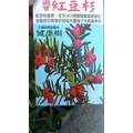 喬木 ** 紅豆杉 ** 5 吋盆 高 90 100 公分 珍稀樹種【花花世界玫瑰園】 r