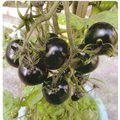 【蔬菜種子】黑美人小果番茄~定植後約75天可採收，產量高