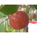 梨山蜜蘋果(8.3台斤)
