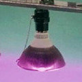 LED植物生長燈20W / 高光效紫光LED植物燈 Grow Light ( 紅藍LED 比 = 3:1 ) / 蕙蘭國蘭培育燈.景天科植物.草莓培育最佳選擇植物燈系列