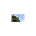 SD,HD,2K,4K,影片素材：91126P01-3163a Plant 芒果樹及天空雲彩