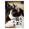 合友唱片 為什麼貓都叫不來 (DVD) Neko Nanka Yondemo Konai