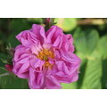 大馬士革玫瑰 Rosa Damascena 2g 【安心精油ALYSA】限量 奧圖玫瑰 保加利亞 花朵蒸餾
