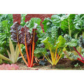 【蔬菜種子】彩色瑞士甜菜~莖梗有紅、粉紅、黃、白色，顏色鮮艷漂亮。