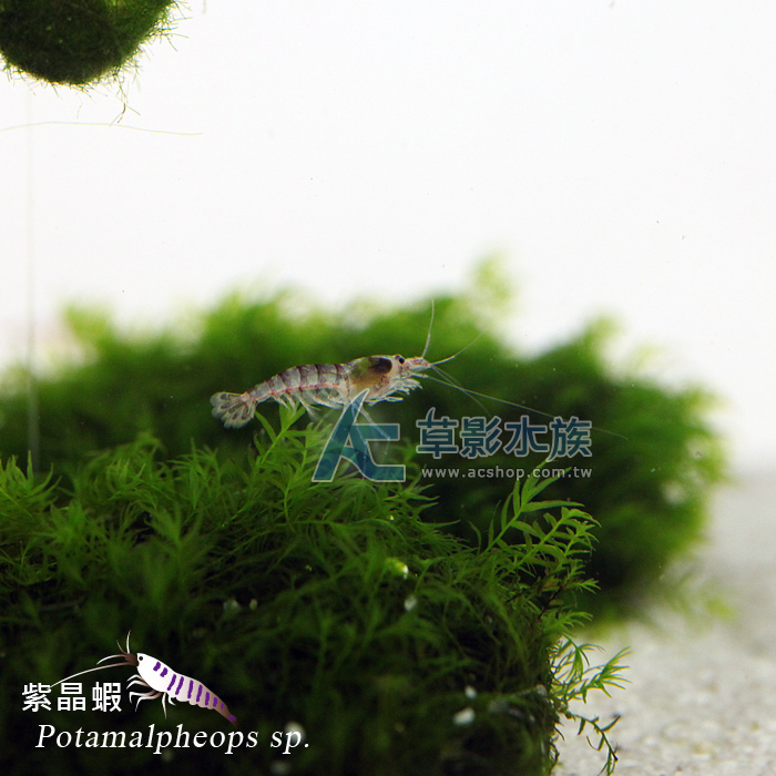 Ac草影 紫晶蝦 五隻 Pchome商店街 台灣no 1 網路開店平台 Ac草影 紫晶蝦 五隻 Pchome商店街 台灣no 1 網路開店平台