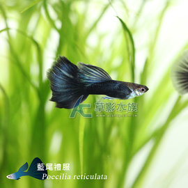 Ac草影 藍尾禮服孔雀 對魚 一對 Pchome商店街 台灣no 1 網路開店平台