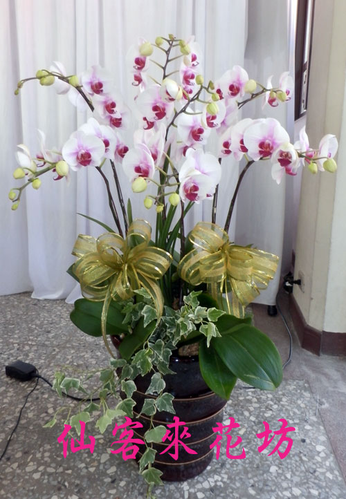 O 513 蘭花盆栽蝴蝶蘭花盆栽 喪禮弔唁蝴蝶蘭盆栽 弔唁蝴蝶蘭盆栽 8株8株日本姑娘蝴蝶蘭蝴蝶蘭 Pchome商店街 台灣no 1 網路開店平台 O 513 蘭花盆栽蝴蝶蘭花盆栽 喪禮弔唁蝴蝶蘭盆栽 弔唁蝴蝶蘭盆栽 8株8株日本姑娘蝴蝶蘭蝴蝶蘭 Pchome商店街 台灣no 1 網路開店平台