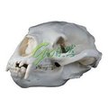 台灣黑熊 Ursus thibetanus formosanus 頭骨模型