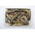 【冷凍蝦蟹類】活凍白蝦(26/30) /約 750g~殼薄新鮮~肉嫩味美~鮮甜便宜又好吃~