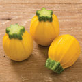 【優良蔬菜種子】金球夏南瓜~~果實圓球型，帶有明亮的金黃色澤，連續著果性佳，豐產，且採摘方便。