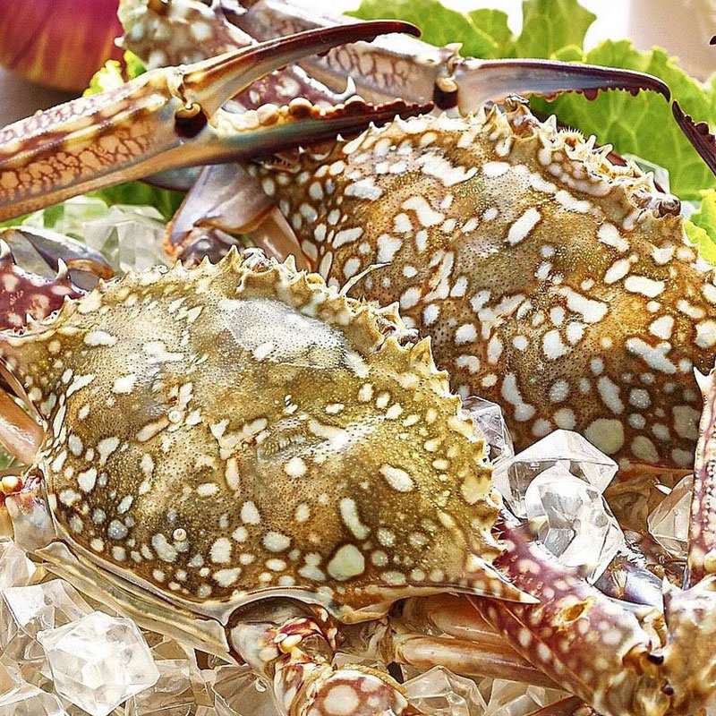 Ourmart嚴選食坊 蟹蟹您來品嚐 生凍佐渡藍花蟹2隻 肉質紮實鮮甜q彈順口 料理簡單 Pchome商店街 台灣no 1 網路開店平台 Ourmart嚴選食坊 蟹蟹您來品嚐 生凍佐渡藍花蟹2隻 肉質紮實鮮甜q彈順口 料理簡單 Pchome商店街 台灣no 1 網路開店平台