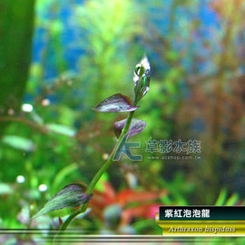Ac草影 紫紅泡泡龍 兩株 中景草紫色葉面 Pchome商店街 台灣no 1 網路開店平台 Ac草影 紫紅泡泡龍 兩株 中景草紫色葉面 Pchome商店街 台灣no 1 網路開店平台