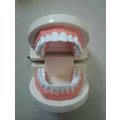 【晴晴百寶盒】保母證照專用 牙齒模型(無牙縫) 保母 保姆娃娃術科考試練習 兒童口腔護理 N052
