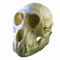 台灣獼猴頭骨模型