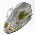 棕簑貓頭骨模型