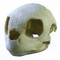 綠蠵龜頭骨模型